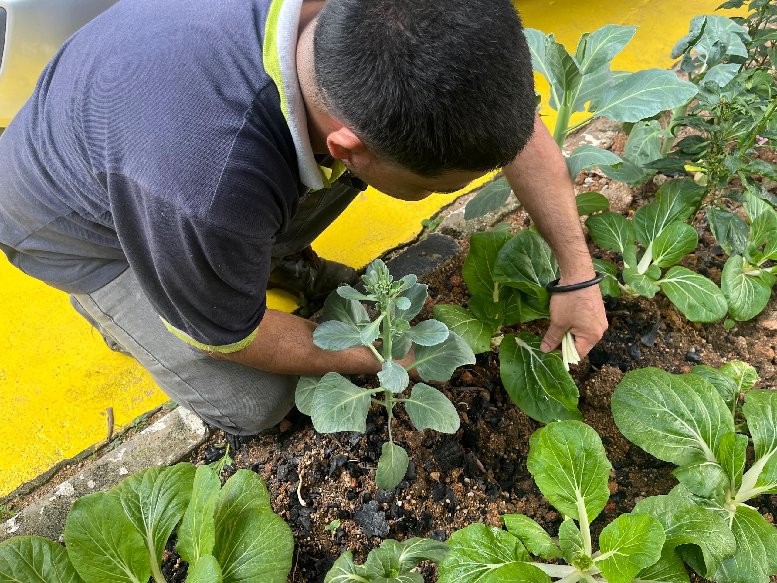 Ichiplas' Little Farm: Cultivating Sustainability and Community in our Plant