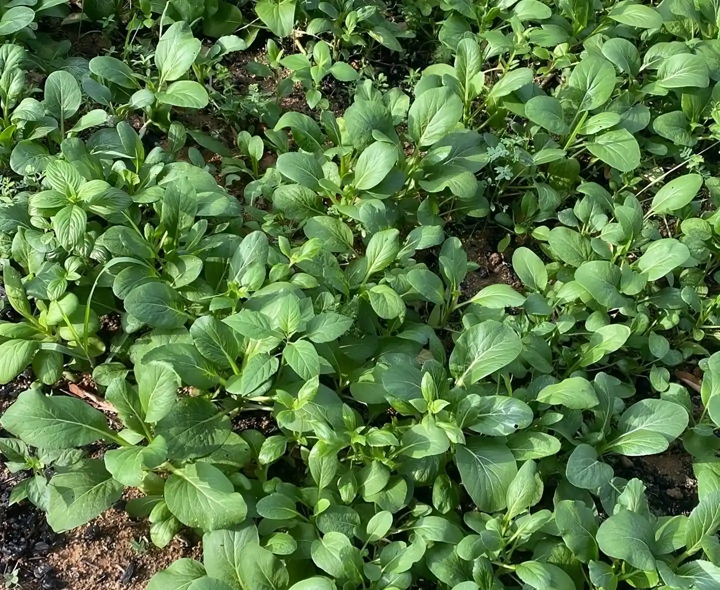 Ichiplas Little Farm at Factory Entrance